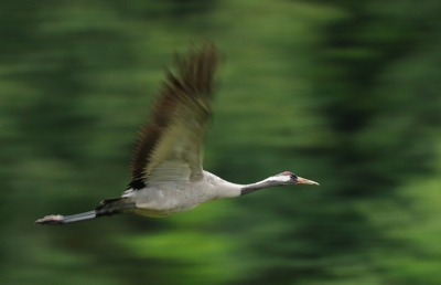 Bird picture: Grus grus / Kraanvogel / Crane