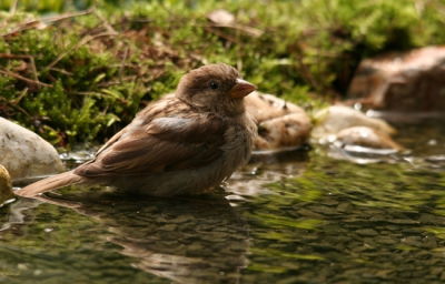 Een bosvijvertje heb ik helaas niet, wel een zelfgemaakt waterbadje. Ik heb hem weer aangepast en wat mos toegevoegd voor een natuurlijkere uitstraling(zie pa). Wel geen echte bosvogels dan, maar als je het aan mij vraagt , vind ik een doodgewone huismus zo ook wel mooi.