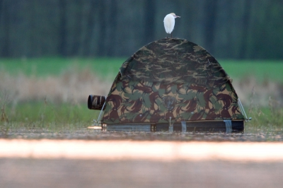 Vogel foto: Ardeola ibis / Koereiger / Cattle Egret