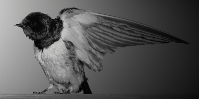 Vogel foto: Hirundo rustica / Boerenzwaluw / Swallow