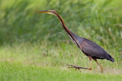 Vogel foto: Ardea purpurea / Purperreiger / Purple Heron