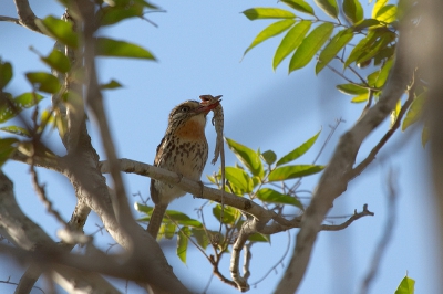 Vogel foto: Nystalus maculatus / Vlekrug-baardkoekoek / Spot-backed Puffbird