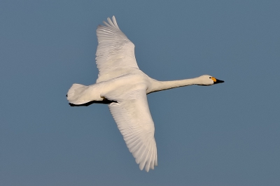 Vogel foto: Cygnus bewickii / Kleine Zwaan / Bewicks Swan