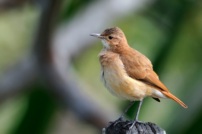 Vogel foto: Furnarius rufus / Rosse Ovenvogel / Rufous Hornero
