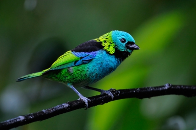Vogel foto: Tangara seledon / Prachttangare / Green-headed Tanager