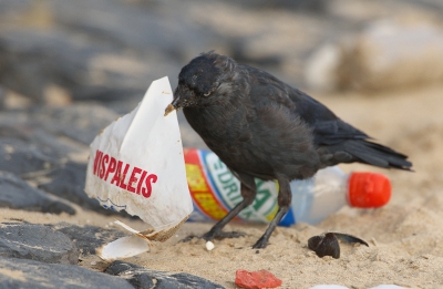 Vogel foto: Corvus monedula / Kauw / Jackdaw
