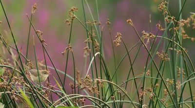 Vogel foto: Acrocephalus palustris / Bosrietzanger / Marsh Warbler