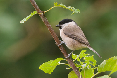 Vogel foto: Parus palustris / Glanskop / Marsh Tit