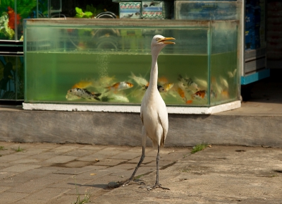 Bird picture: Ardeola ibis / Koereiger / Cattle Egret