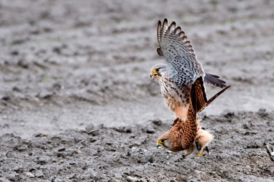 Vogel foto: 1. Falco tinnunculus / Torenvalk / Kestrel