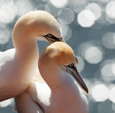 Vogel foto: Morus bassanus / Jan-van-Gent / Gannet
