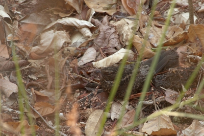 Vogel foto: Caprimulgus nigrescens / Roetnachtzwaluw / Blackish Nightjar