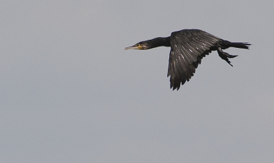Vogel foto: Phalacrocorax carbo / Aalscholver / Cormorant
