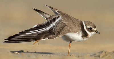 Bird picture: 1. Charadrius hiaticula / Bontbekplevier / Ringed Plover