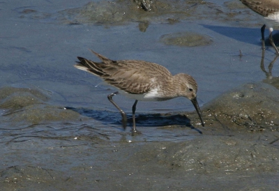 Een Bonte Strandloper waarbij de kleuren en snavellengte goed te zien zijn.