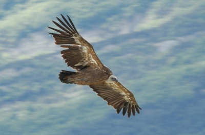 Fantastische plek om deze grote jongens te fotograferen. Nikon D70, AF-S 300mm F4.0 uit de hand. 1/125 F13 iets gecropt