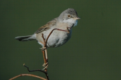 Vrouwtje grasmus kwam na een uur geduld eindelijk op een metertje of 4 een kijkje nemen. Nikon D70, 300mm F2.8 met 2x converter. Vanaf statief 1/1250 F8 iets gecropt.