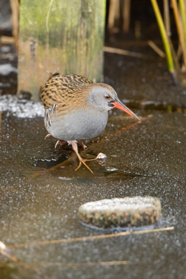 Vandaag in goed gezelschap van een 3-tal birdpix fotograferen genoten van het veelvuldig zien van de Roerdomp en af en toe de snelle Waterral. De licht omstandigheden waren matig, desondanks toch deze foto kunnen maken. Ben er erg blij mee.