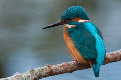 Op deze dag heb ik kunnen genieten van deze IJsvogelman.
Naast kleine stekelbaarjes werden ook garnaaltjes gevangen. 
Een aantal leuke platen kunnen maken waarvan ik deze mijn favoriet is.
Zeer tevreden gingen we weer naar huis.

Groet,
Rob Kuiper