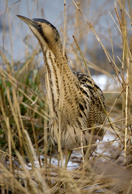 De Roerdomp liet zich al meerdere dagen goed bekijken en ik kreeg volop kans om foto's van deze normaliter schuwe vogel te maken. Gister opmerkingen dat ik de foto wat donkerder zou moeten maken! Ik heb dat met deze opname aangepast.