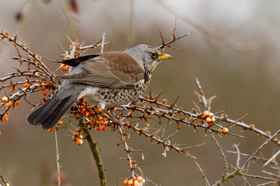 Op dit moment zijn grote groepen Kramsvogels druk in de weer met het opeten van de beschikbare bessen. Ik heb vanuit de auto met behulp van de rijstzak deze opname kunnen maken. Bij de vorige upload van zo straks had ik de voorkant goed in beeld en nu de achterkant. Benieuwd naar jullie reactie?