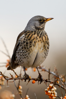 Op dit moment zijn grote groepen Kramsvogels druk in de weer met het opeten van de beschikbare bessen. Ik heb vanuit de auto met behulp van de rijstzak deze opname kunnen maken. Benieuwd naar jullie reactie?