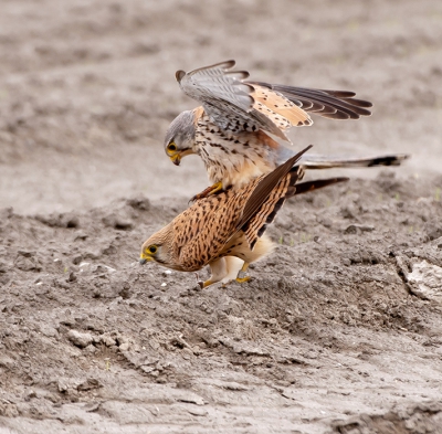 Gisteren heb ik een foto uit het archief van mij geplaatst van een torenvalk stel die druk aan het paren was. Daarop kreeg ik reacties dan de achtergrond "lelijke bruingrijze kale akker wel een beetje afbreuk aan het tafereel" wellicht ook met een andere uitsnede is te elimineren. Dat heb ik geprobeerd met een andere foto! Benieuwd wat jullie daar nu van vinden?