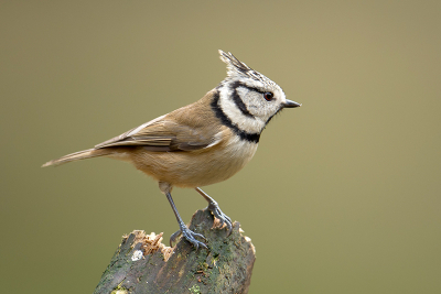 Voor het eerst heb ik een Kuifmees in het wild gezien en ook nog kunnen fotograferen. Moest daarvoor wel een dikke 300 km rijden. Ben met het resultaat blij en tegelijkertijd ook trots op. Wat is dit een prachtig vogel om naar te kijken.  Het was best wel spannend om een goede foto te realiseren, aangezien - op moment dat ik in het bos was - beperkt licht aanwezig. Nu ben ik natuurlijk benieuwd of deze foto zowel technisch als compositie goed is neergezet?