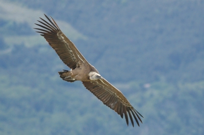 Kan het niet laten om toch nog een uit m'n serie vale gieren van Remuzat te plaatsen. Nikon D70, AF-S 300mm F4.0 uit de hand. 1/1000 F4.5 iets gecropt