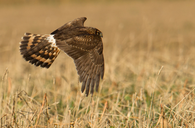 Ik heb de Blauwe Kiekendief vrouw in allerlei vluchtbeelden op de foto kunnen zetten. Hier kun je uitstekend het verenkleed van de bovenkant zien, maar ook fraai de houding van de roofvogel tijdens het jagen.  Mocht deze serie vervelen laat het mij dan weten. Dit is inmiddels nr. 8. Vanuit de auto met behulp van rijstzak.