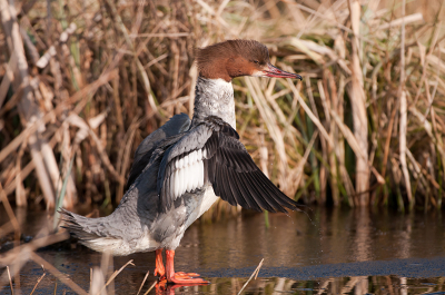 Bij het opschonen van mijn foto bestanden kwam ik deze foto tegen die ik destijds heb gemaakt vlak voordat ik een vogelkijkhut zou ingaan. Opmerkelijk genoeg bleef de Grote Zaagbek onverstoord zitten, zodat ik een hele serie kon maken. Uit de hand met 400 mm tele gemaakt.