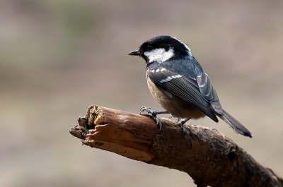 Gistermorgen voor het eerst e Zwarte Mees gezien en ook kunnen fotograferen. Wat is dit een snelle vogel! Heb een hele serie fotos verknalt, maar gelukkig ook een paar goede opnamen kunnen maken. Dit is er n van. Ben daar ontzettend blij mee en ook wel trots op het resultaat. Ben benieuwd naar de reacties?