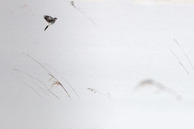 Een andere uitsnede.
Vind de foto niet zo mooi kijken met de vogel zo ver de hoek in.