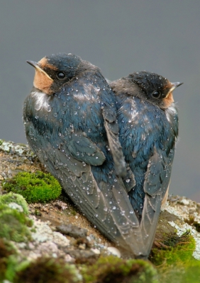 Hirundo rustica / Boerenzwaluw / Swallow