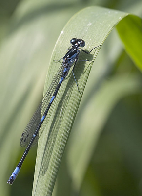 Gemaakt met canon 10d en 100mm lens.