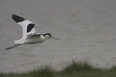 Gemaakt met canon 10d en 100/400 lens.