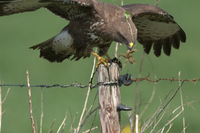 Deze buizerd was aan het jagen op kikkers.
Hij landde op een paal wel erg dicht bij de mobiele schuilhut.