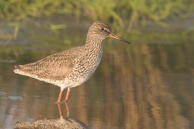 Gemaakt met canon 10d en 500mm lens + 1.4 converter.