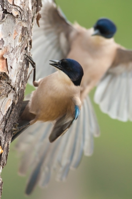 Persoonlijk vind ik het beeld iets te krap gekadreerd, maar ik vind het toch een erg leuk beeld door de onscherpe vogel in de achtergrond!