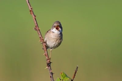 Vanmorgen deze grasmus zingt vast kunnen leggen,jammer dat er op zo'n moment geen geliud bij de foto zit.