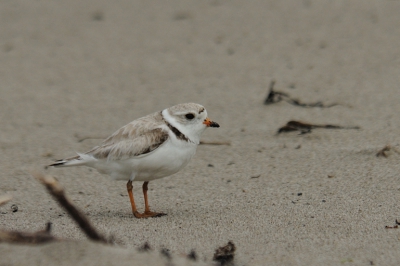 Dit zeldzame pleviertje (zo'n 6500 volgens wikipedia) zagen we op een klein strandje. Plat op de buik heb ik gewacht tot het beestje vast te leggen was. Het viel niet mee om het kleine beestje in de focus te krijgen maar hier het resultaat. Dit zeldzame pleviertje (zo'n 6500 volgens wikipedia) zagen we op een klein strandje. Plat op de buik heb ik gewacht tot het beestje vast te leggen was. Het viel niet mee om het kleine beestje in de focus te krijgen maar hier het resultaat.