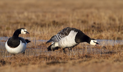 Branta leucopsis / Brandgans / Barnacle Goose