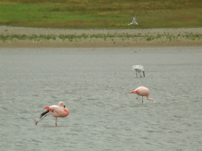 Ondanks de harde wind en de afstand waarop deze vogel zaten toch nog acceptabele plaatjes kunnen schieten van deze kleurrijke soort in Nederland weliswaar escapes maar toch zie ik ze graag in het hollandse landschap.
Leica Apo 77 - Nikon coolpix 990