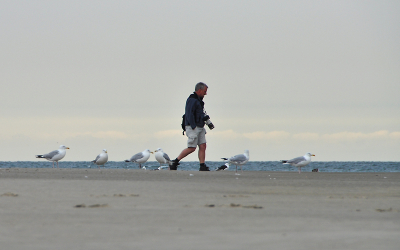 Zandbank voor Renesse voor het fotograferen van Grijze Zeehonden en Grote Sternen.