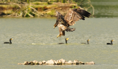 Na een aantal vergeefse pogingen was het vandaag raak! De zeearend dichtbij (bij het eerste eiland) en bij behoorlijk licht.
De aalscholvers die op het eilandje zaten schrokken zich rot, maar kwamen allen heelhuids weg.