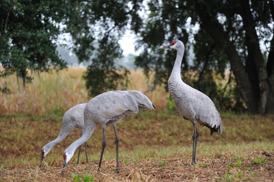 De kraanvogels waren dagelijks te bewonderen en na enkele weken volgen tot op 3 - 4 meters te naderen. Uit de serie heb ik deze groepsfoto gekozen om te uploaden.