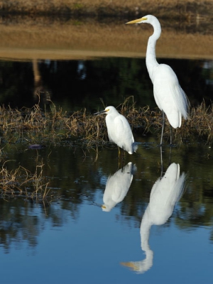 Op de golfbaan met zijn vele meren verblijven tal van reigers. Op deze Kerst ochtend nam ik beide reiger soorten waar in een aardige setting.