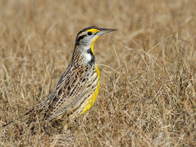 Deze prachtige vogel in karakteristieke waakzame houding op een verdord grasveld aangetroffen. Mij viel al dagen op dat ze in groepen over het terrein trokken. Door de tijd te nemen kun ik deze vriend vanuit de auto fotograferen.