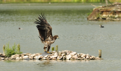 na 2 wk vakantie vandaag weer bij de Lepelaarsplassen geweest - geen geluk. Info boswachter: ZA al 2 wk niet meer gezien, 10 min. later een kano op het water !(watermonsters nemen), waarna alles wat er aan vogels nog was verdwenen was. Dan maar een foto van 3 wk geleden, toen de arend bij het eerste eiland ging zitten.