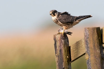 Ik geniet nog volop van mijn nieuwe liefde, de Boomvalk.
En als je dan langdurig observeert, zie je steeds meer van hun gedrag.
Geweldig is het bijvoorbeeld om te zien dat de snavel vakkundig wordt afgeveegd aan de paal, nadat de prooi naar binnen is gewerkt.
Ook de klauwen worden na de maaltijd ritmisch grijpend in het hout schoongemaakt.
Daarbij wordt soms even het evenwicht gecorrigeerd, wat mij de kans gaf om deze foto te maken.

Groeten,
Rob